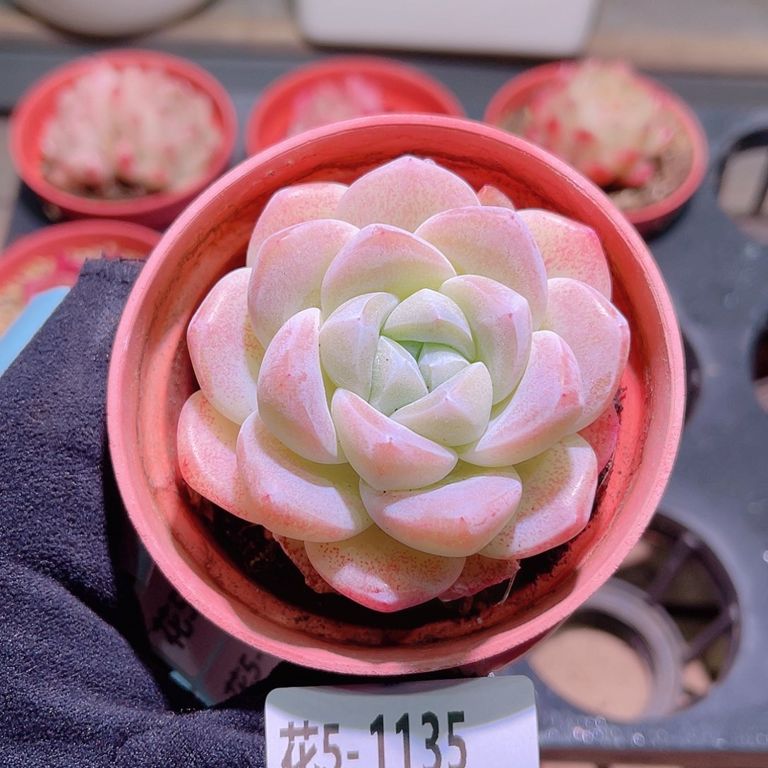 花利美5-1135冰玉