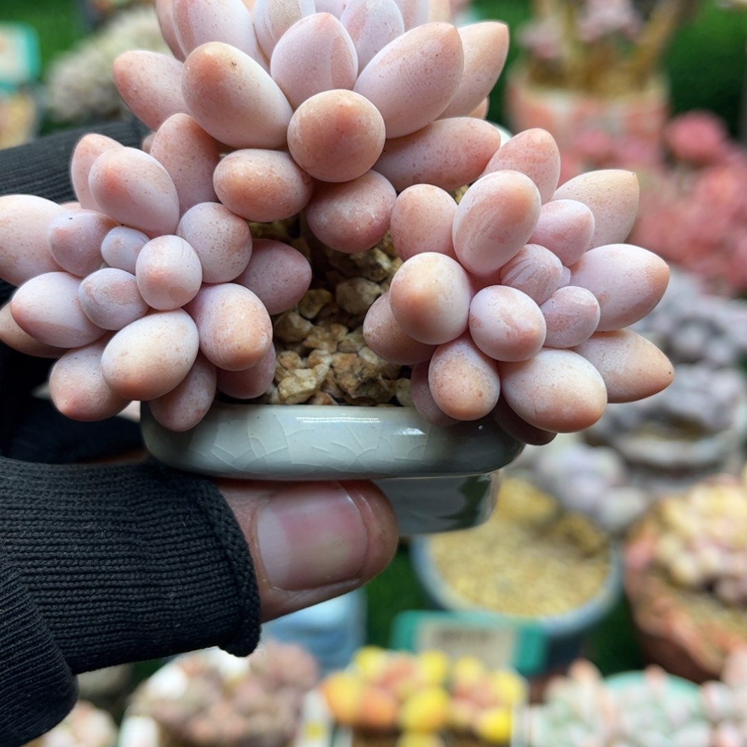 25带土带盆一物一拍