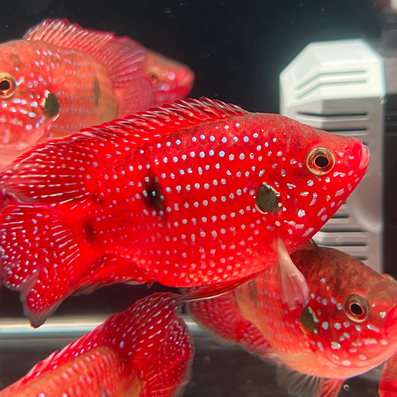 血钻玫瑰红宝石球鱼 好养血钻红宝石鱼皮实好养观赏鱼