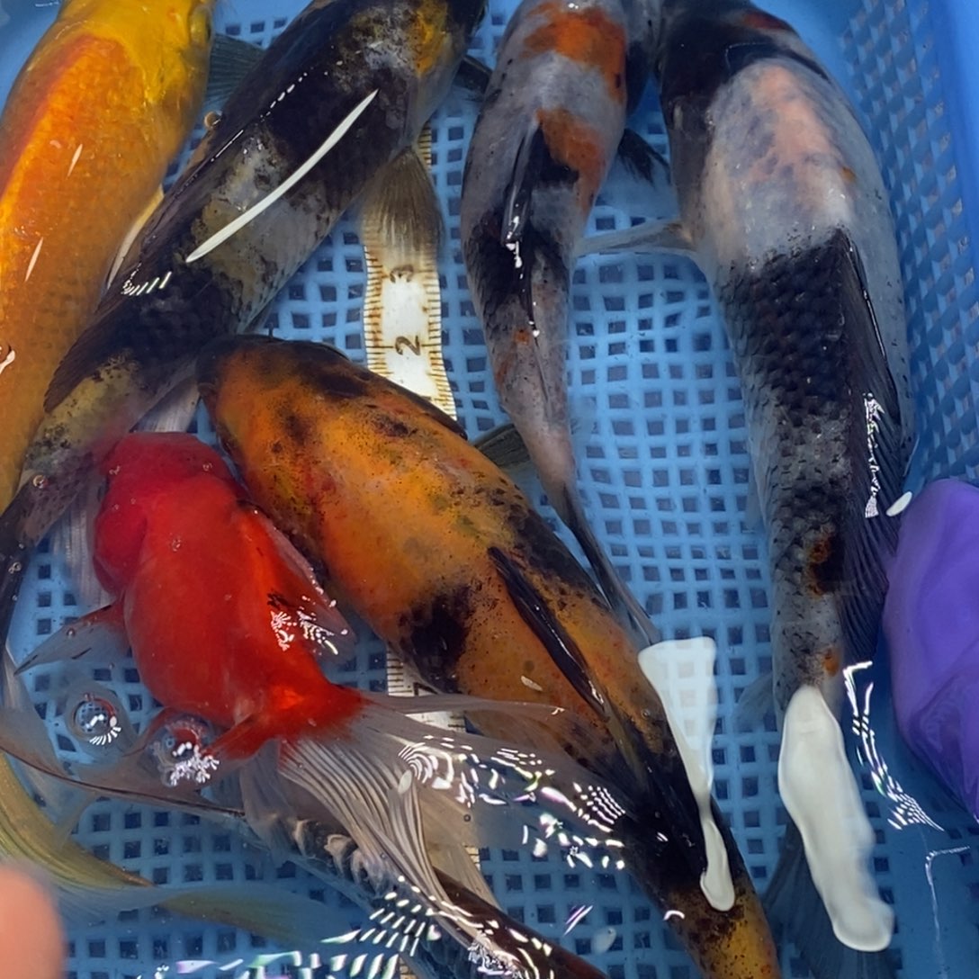 锦鲤冷水锦鲤包邮