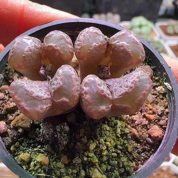 820。          勋章特特特