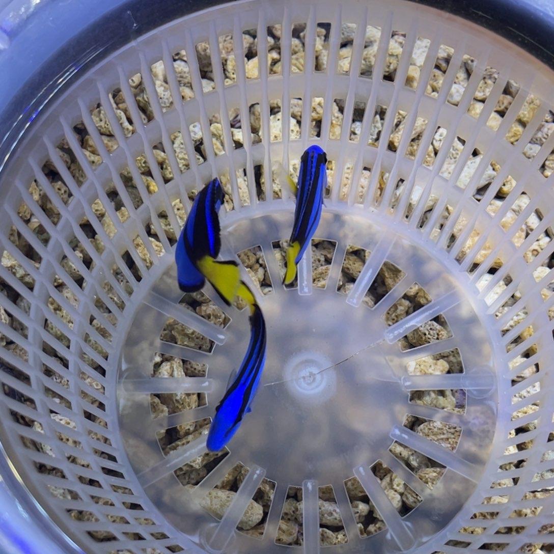 海水鱼蓝调一条顺丰包邮