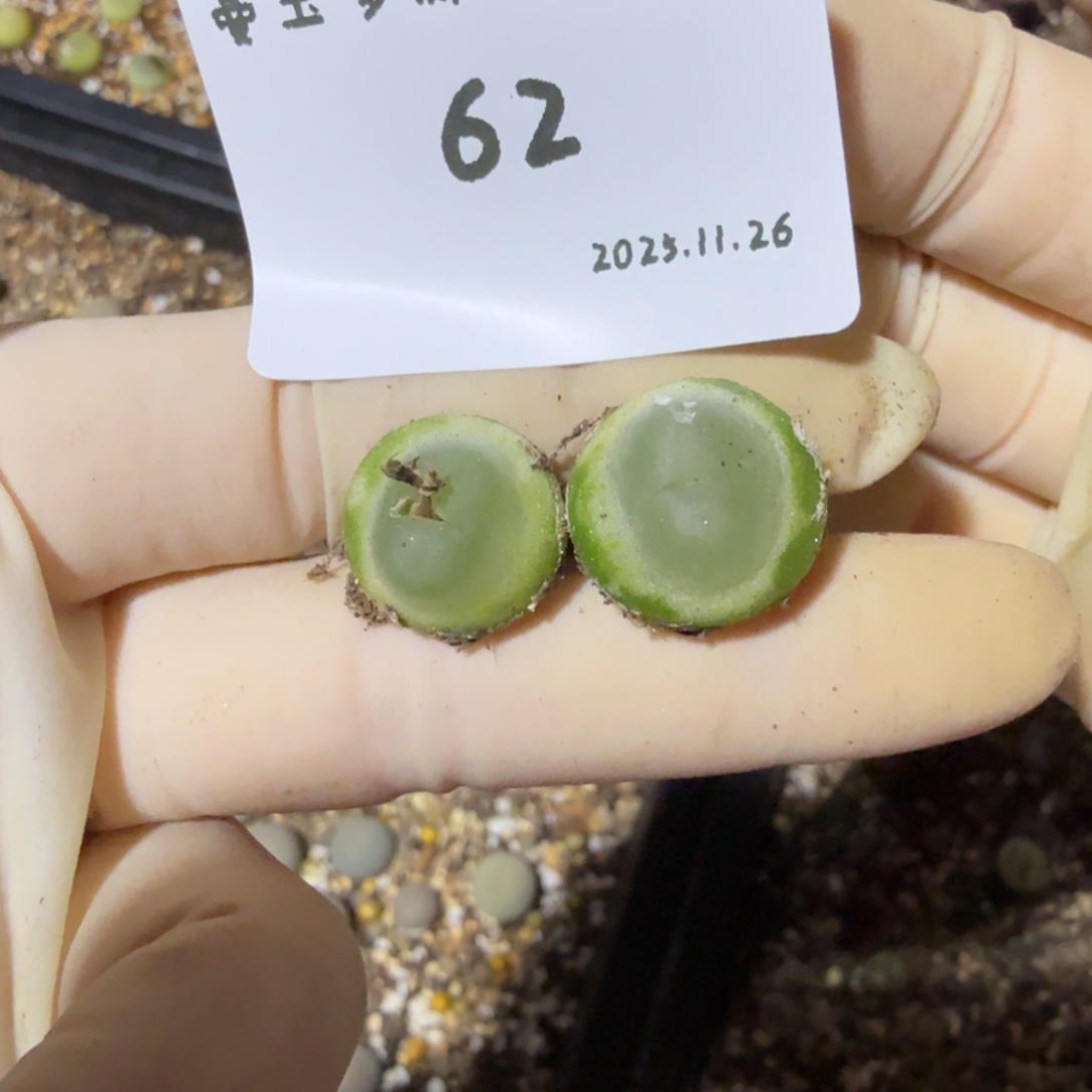 c***、多肉多肉多肉11.26-062 紫皮