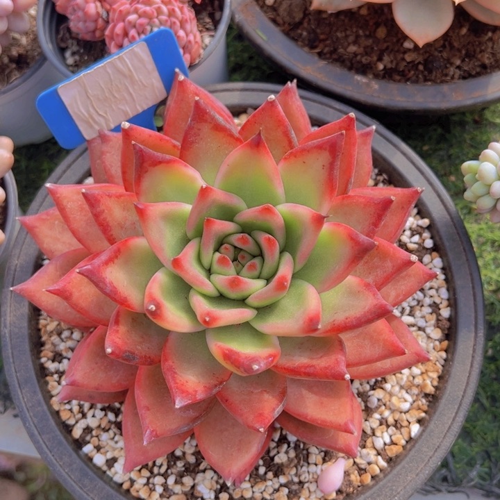 健健康康平平安安