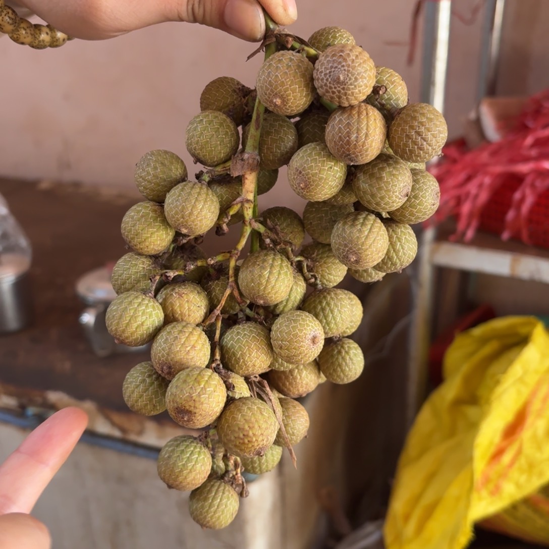星月菩提手串      