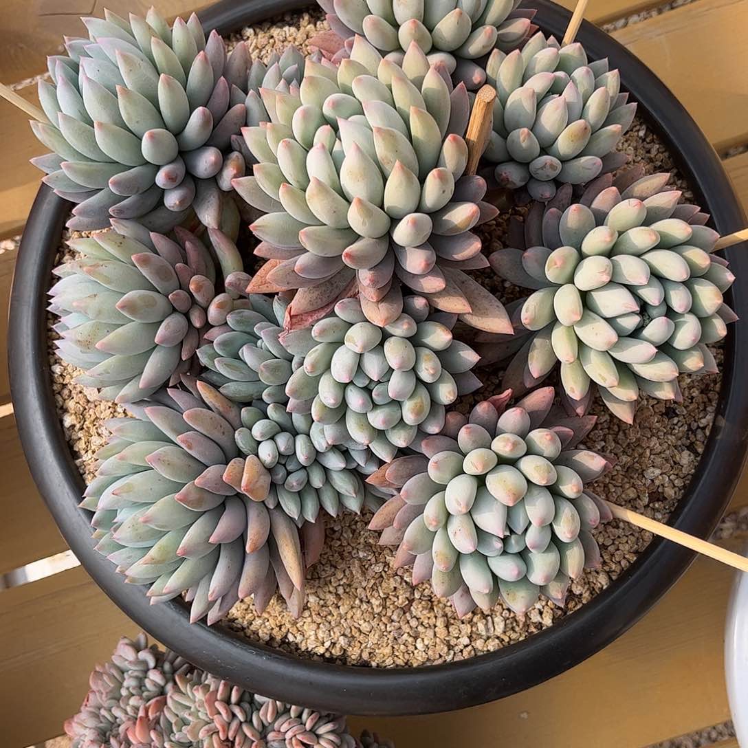 寄养链接的肉肉的肉肉