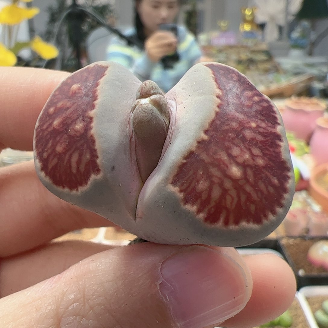 【闪购商品】319 红窗菊