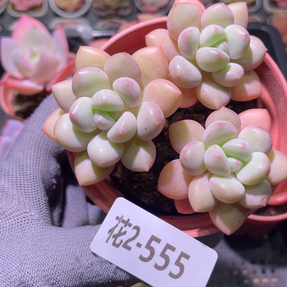 花利美2-555泡泡糖