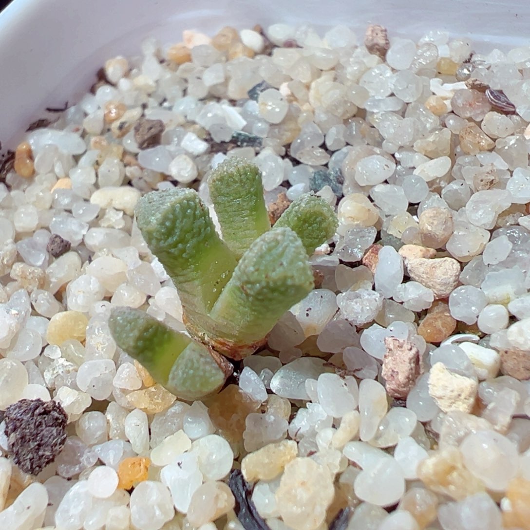 1204-579多肉多肉