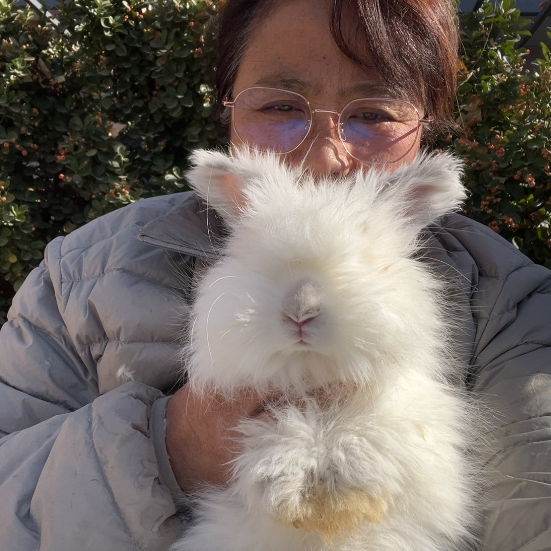 英系安哥拉宠物兔子