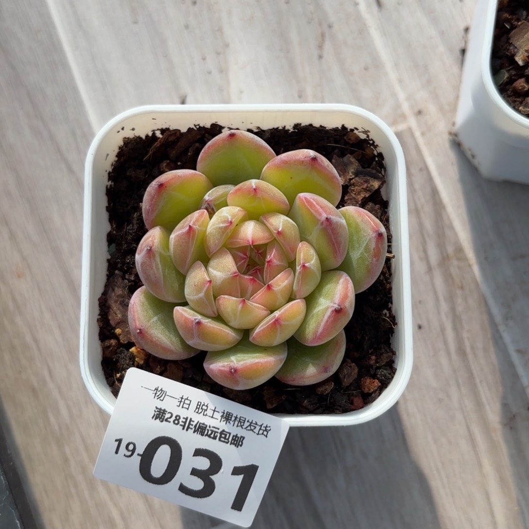 雪花珍妮一物一拍