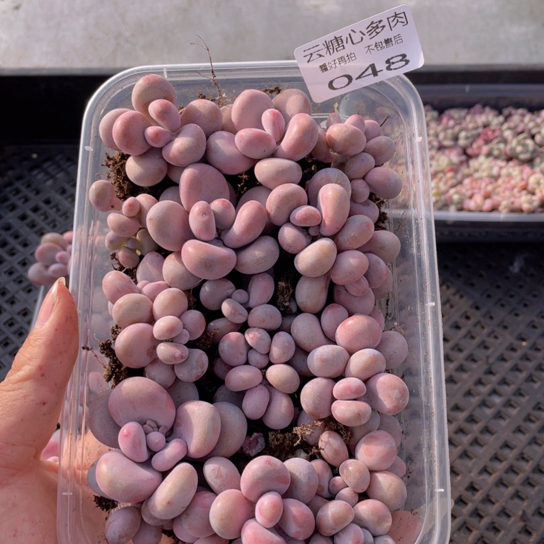 云糖心多肉植物48