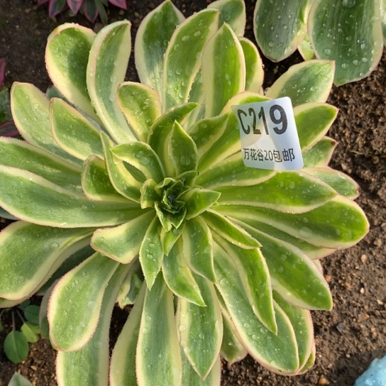 219青莲多肉植物