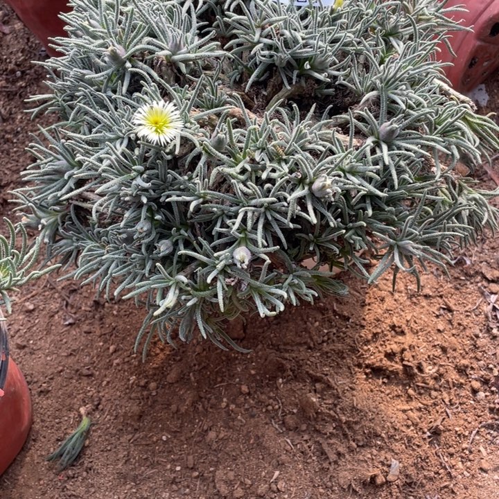 435号天赐多肉植物