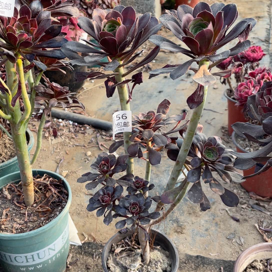 556黑圆叶多肉法师