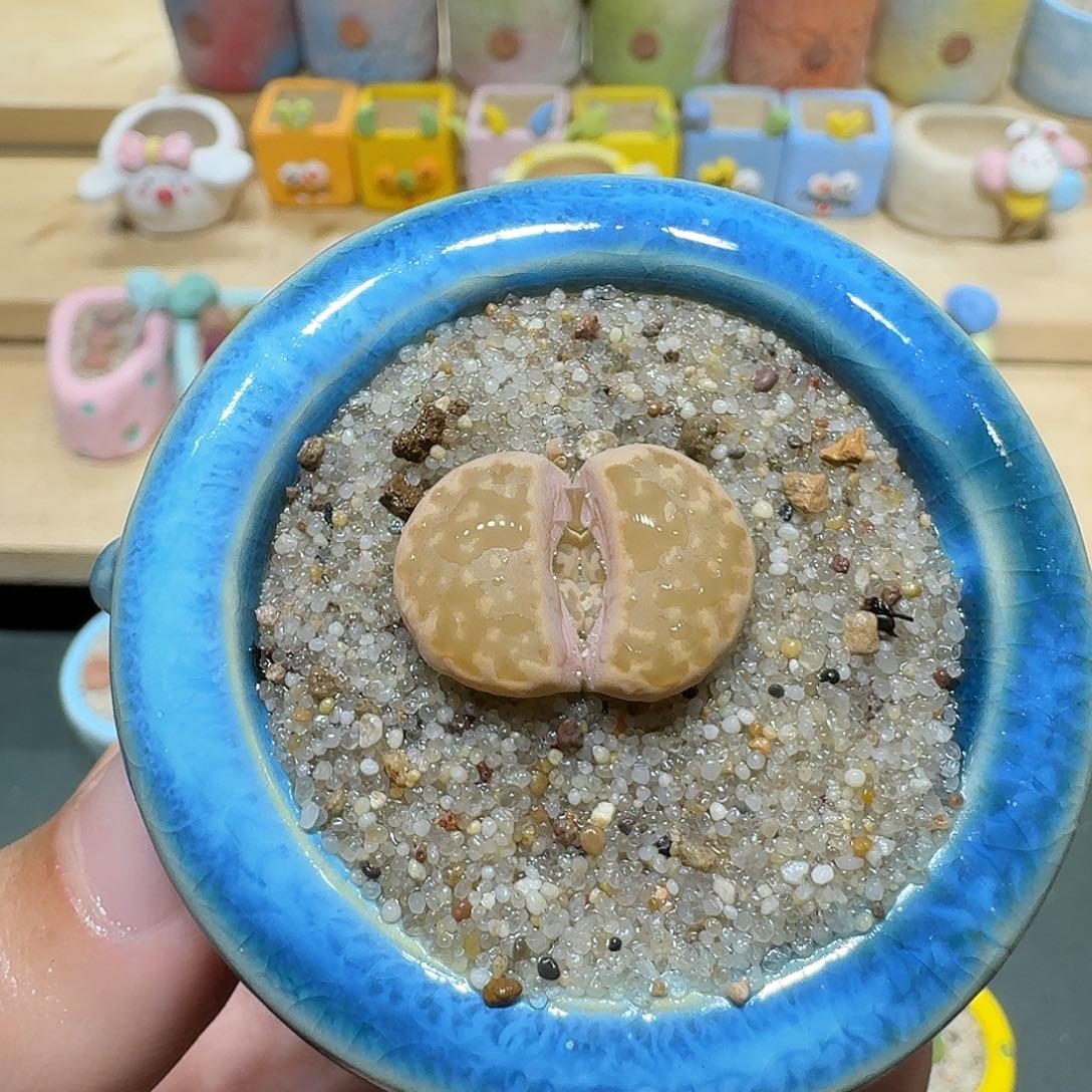 红陶蘑菇545寿丽