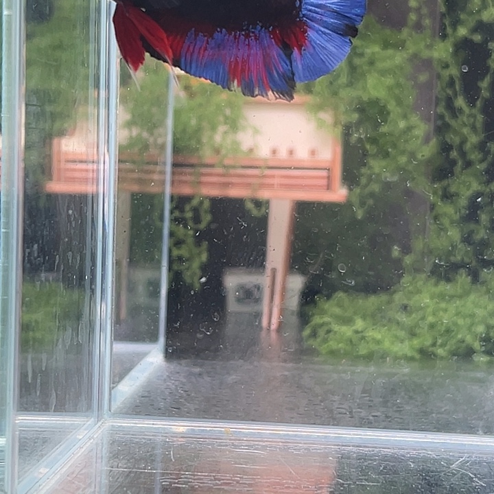 斗鱼听风观赏斗鱼