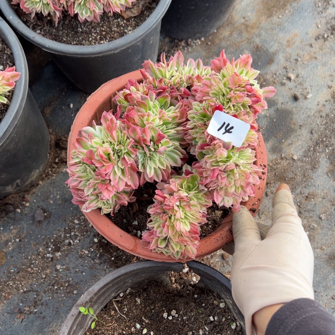 20包邮14告白缀两颗多肉9.9