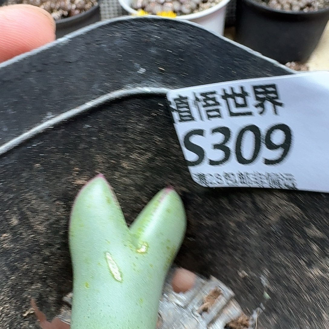 多肉植物的人生dvv