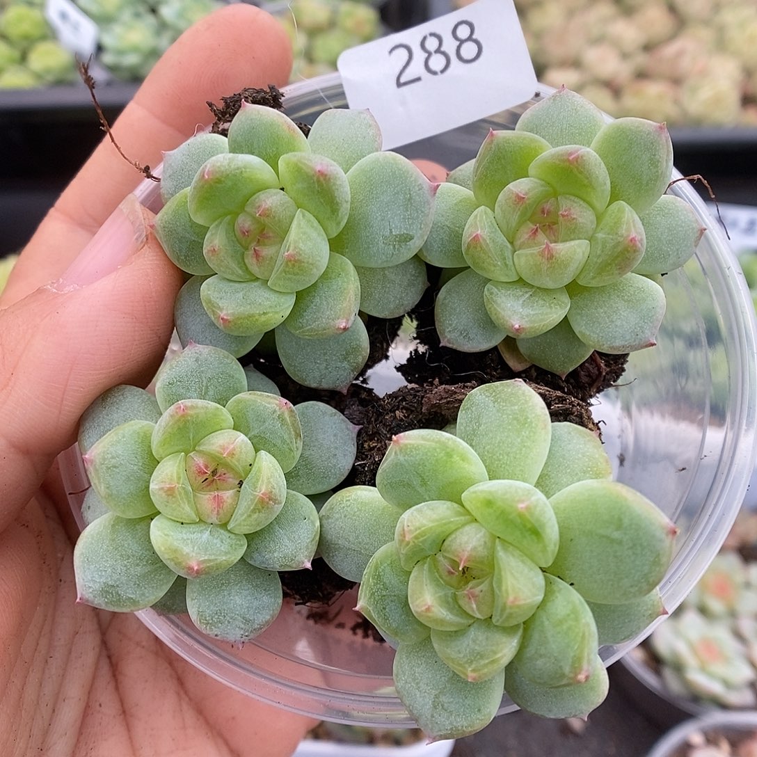 一物一拍一物一拍911-288