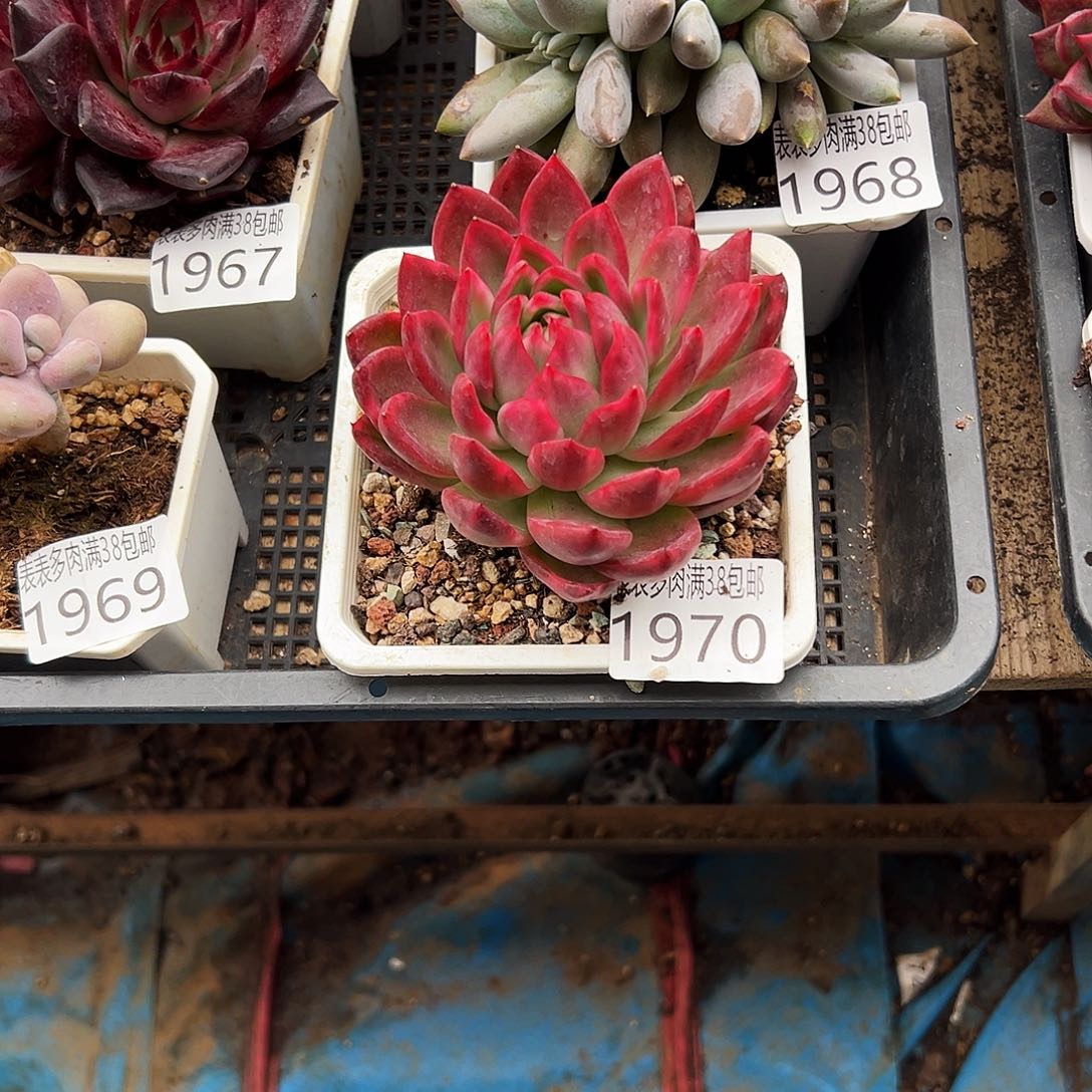 王***聪多肉一物一拍植物1970