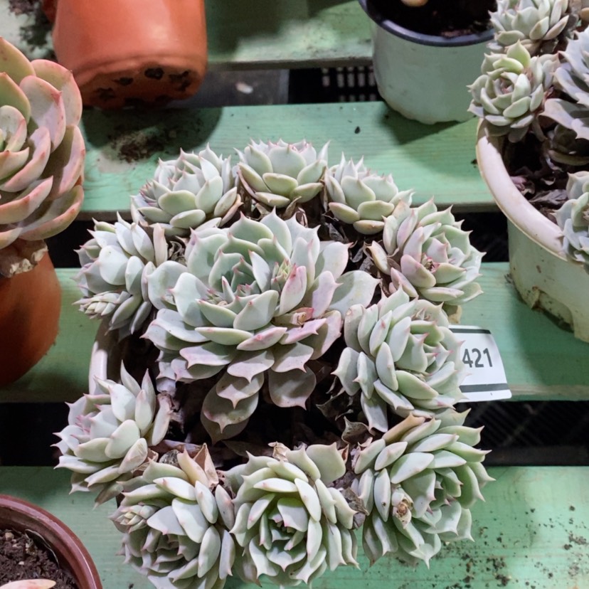 【闪购商品】粉蝶1421