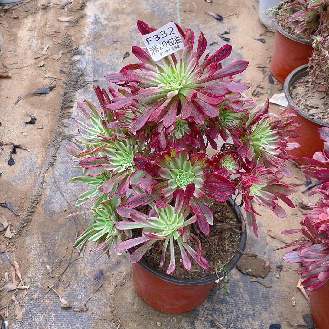 332仙魔多肉有伤小损不包