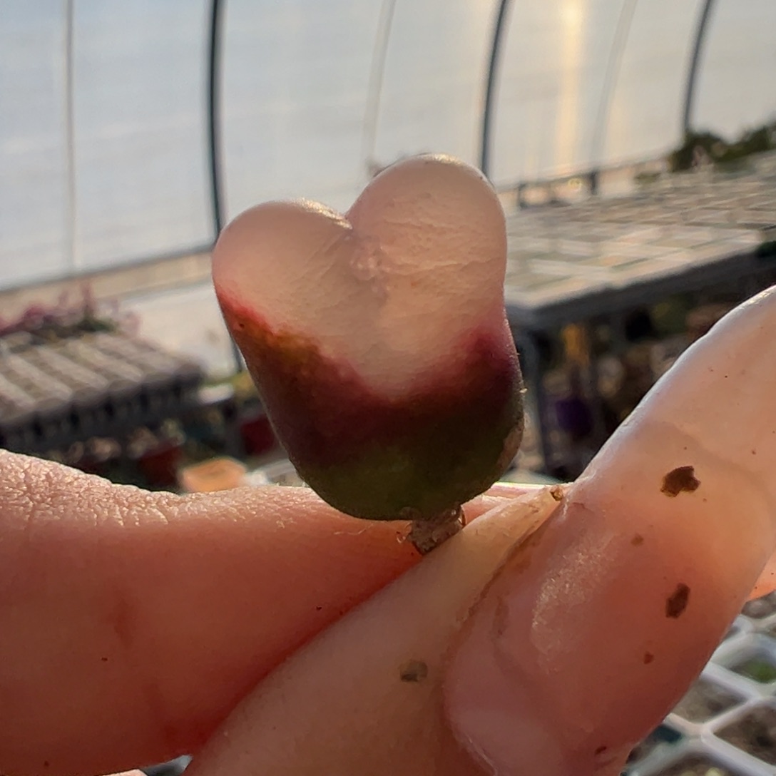 毛铃 毛杂风铃多肉