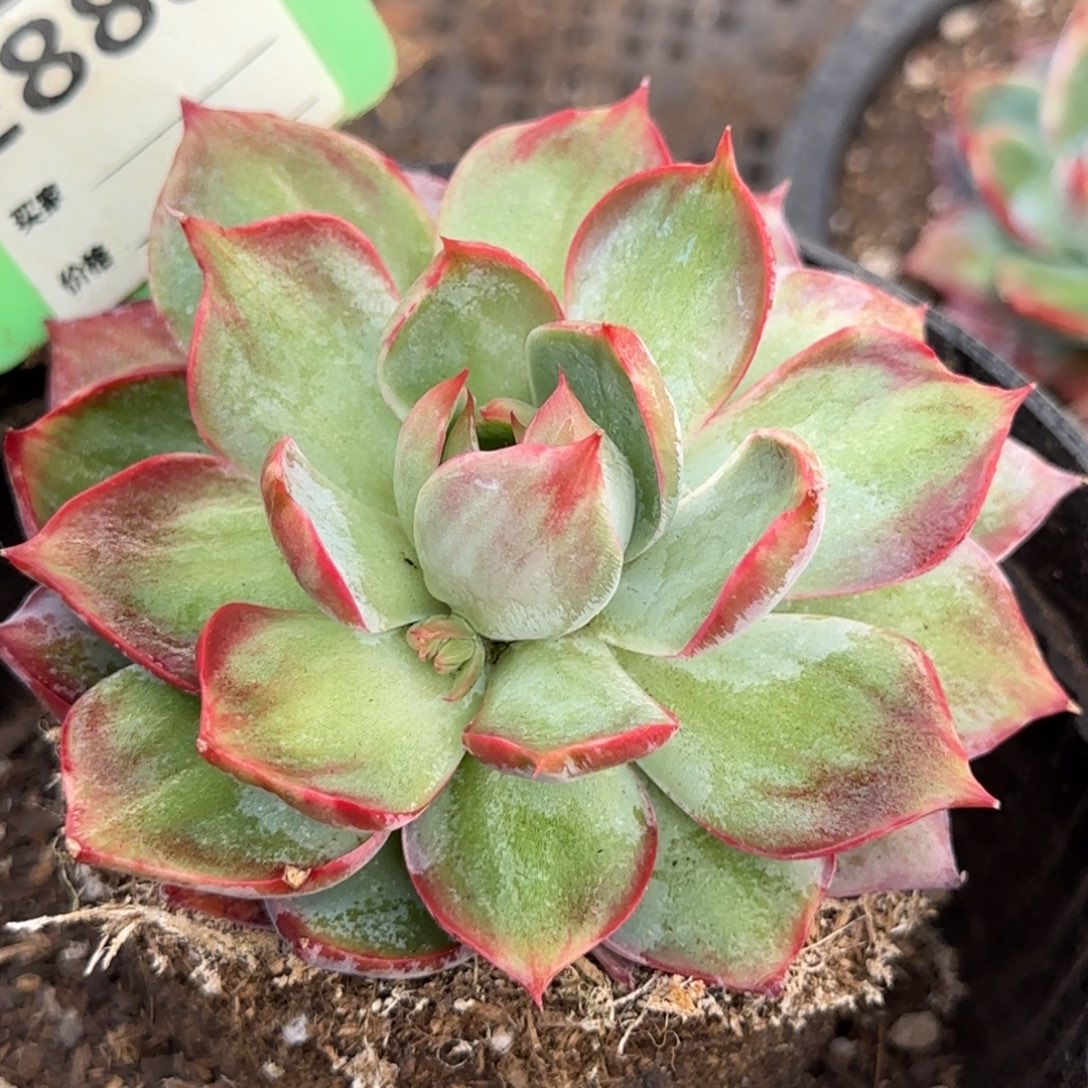 惊鸿一物一拍包装收缩花旱888