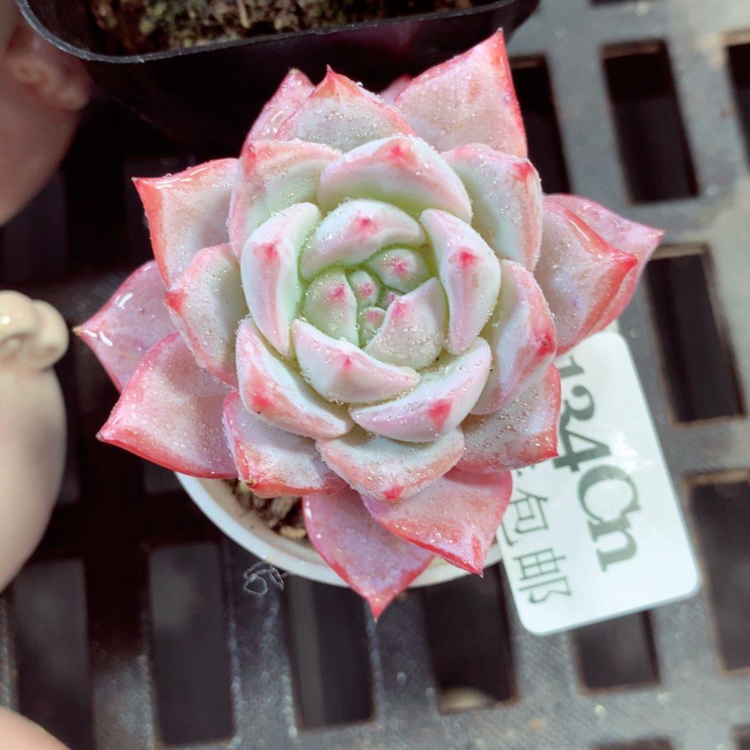 5厘米盆精控多肉134