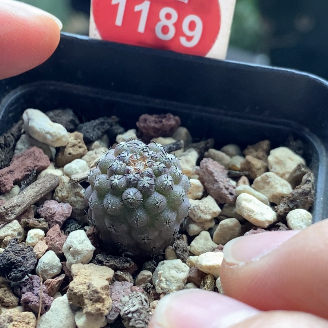 实生白肌豹头1.4cm