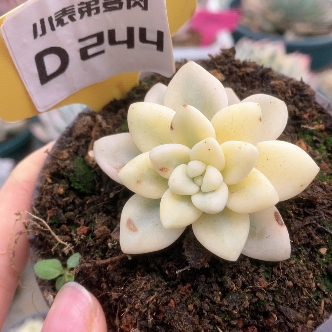 244蛋糕锦锦锦锦锦