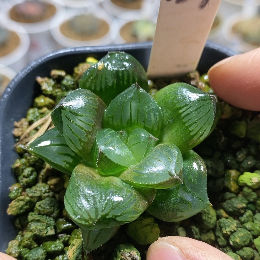 【闪购商品】139实生