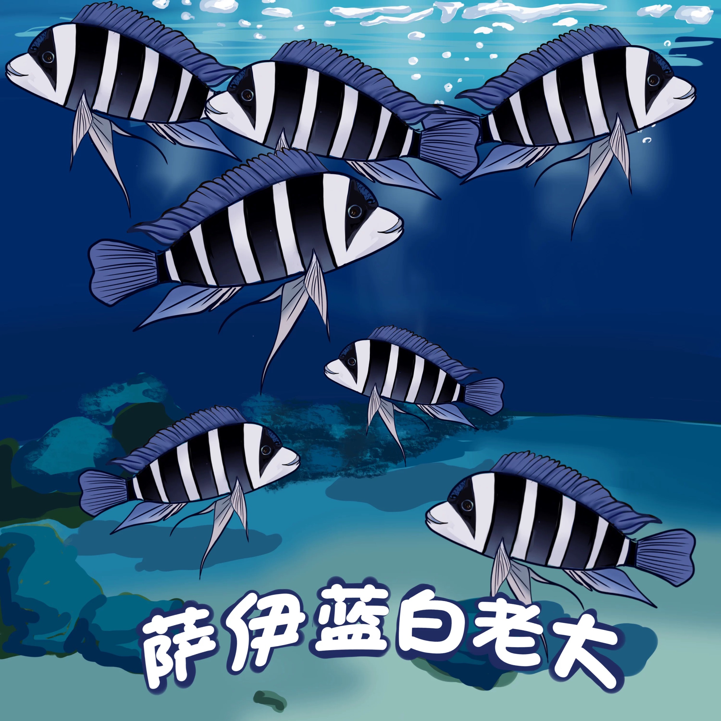 非洲坦噶尼喀湖野生萨伊蓝六间（摩巴区域）这个是7.5厘米 不是8-10