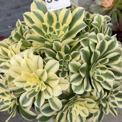 504绿豆沙23厘米左右