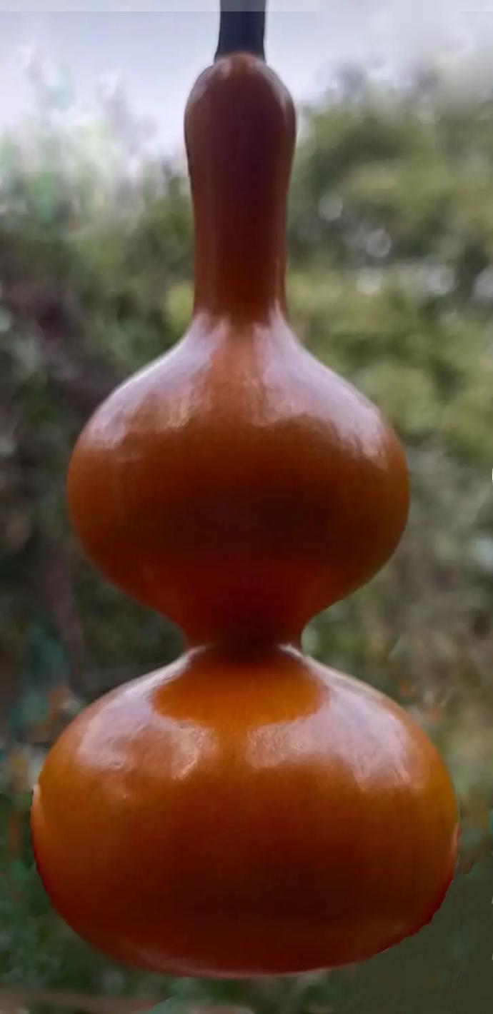 老皮拔腰响子葫芦