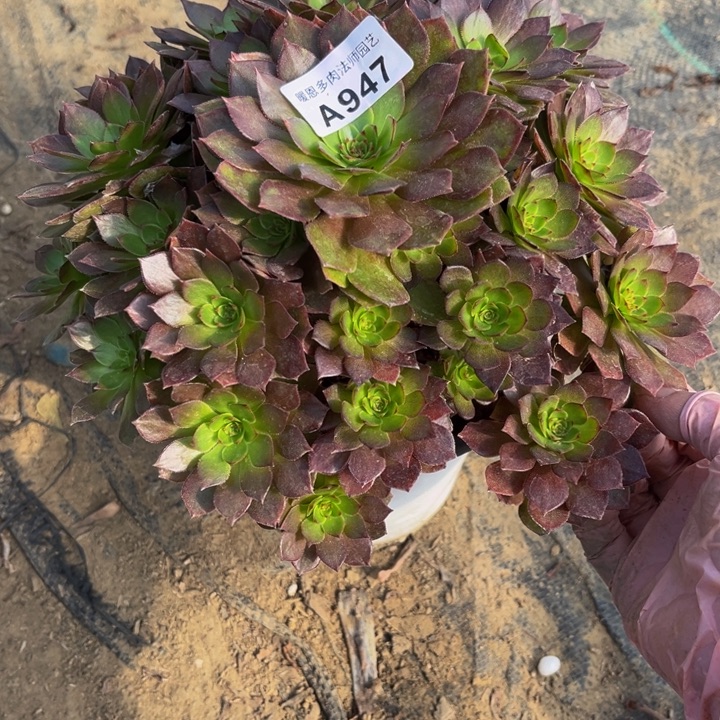 947红魔多肉法师不包断枝