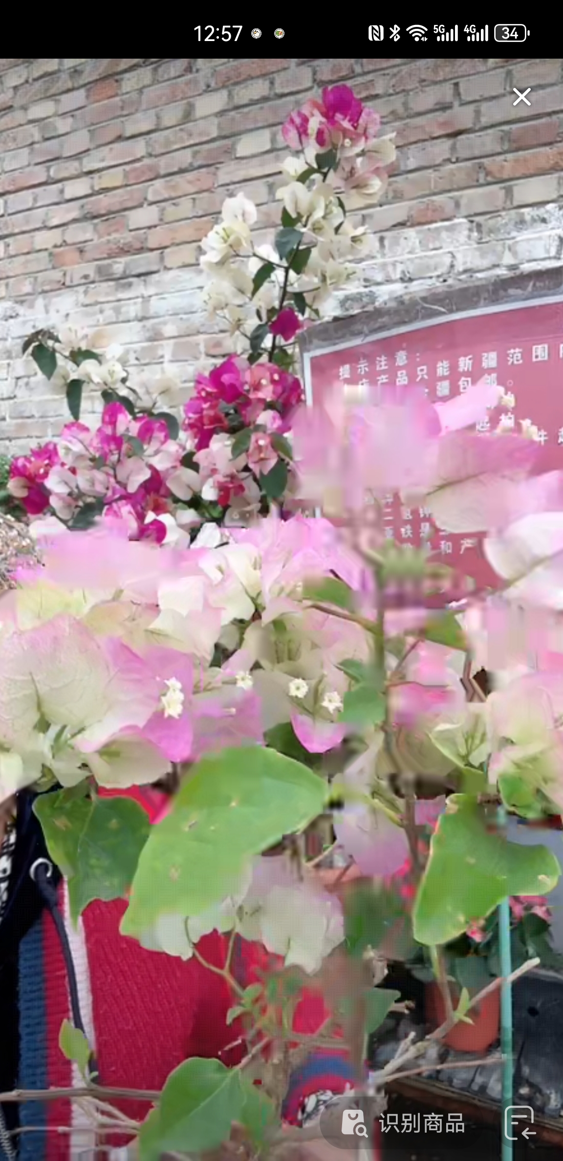 绿茵一盆包邮到家