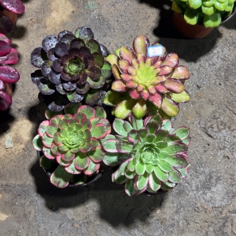 319多肉植物组合