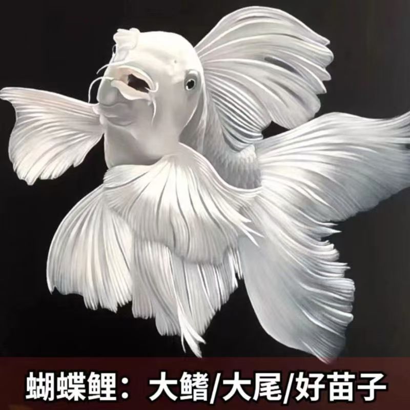 精品贵妃台湾纯种蝴蝶鲤普身水观赏鱼好养耐活大尾招财冷水鱼