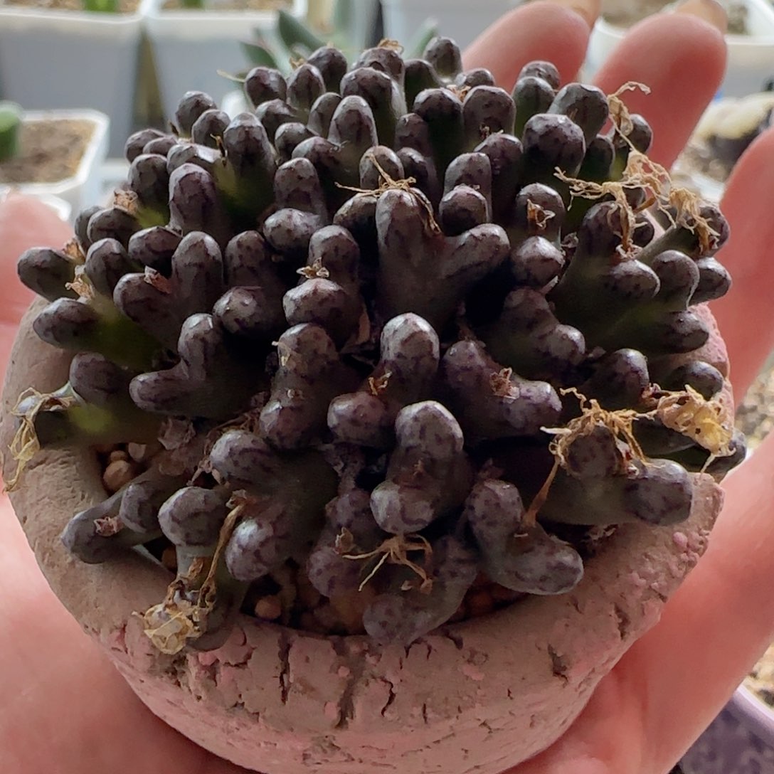 小飞群。带盆。