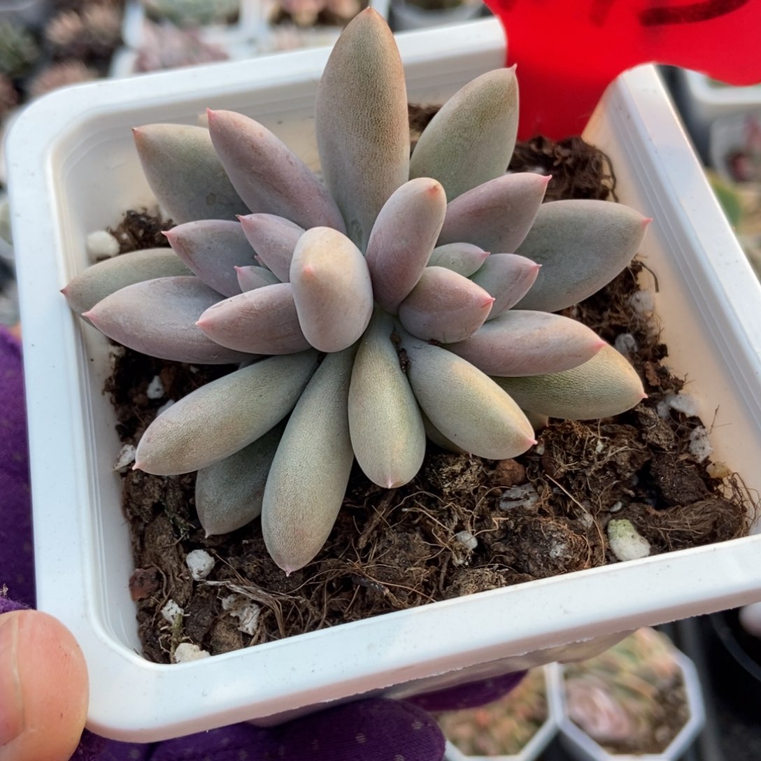 743哥特多肉植物多肉