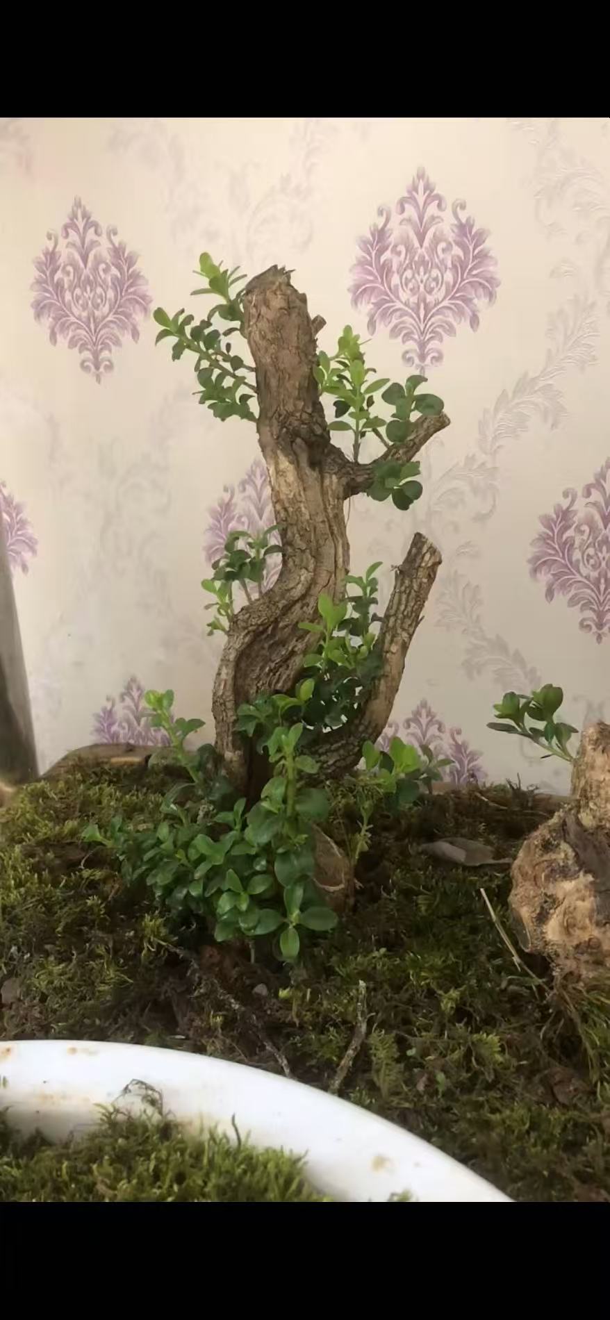 珍珠黄杨四大盆景直播间