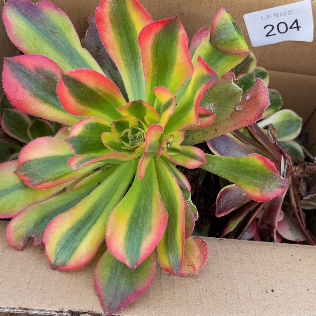 204箱拍无售后大小都有