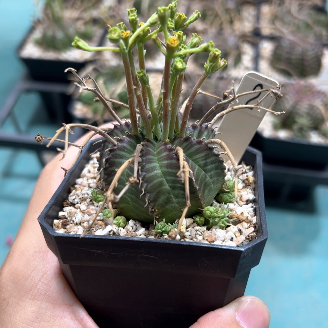 实生法利达大戟 脱土发货 