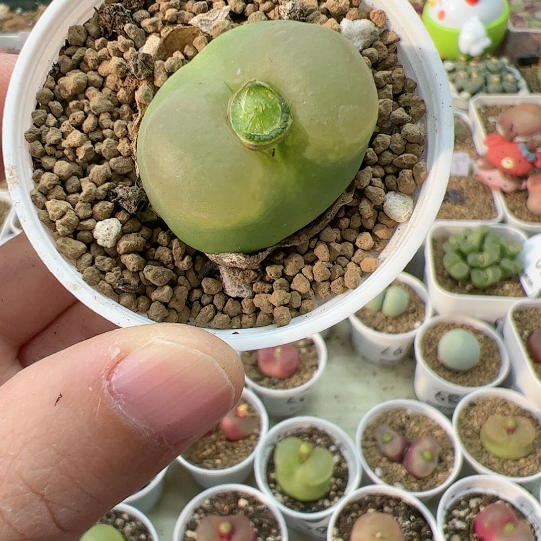 【闪购商品】186 带盆