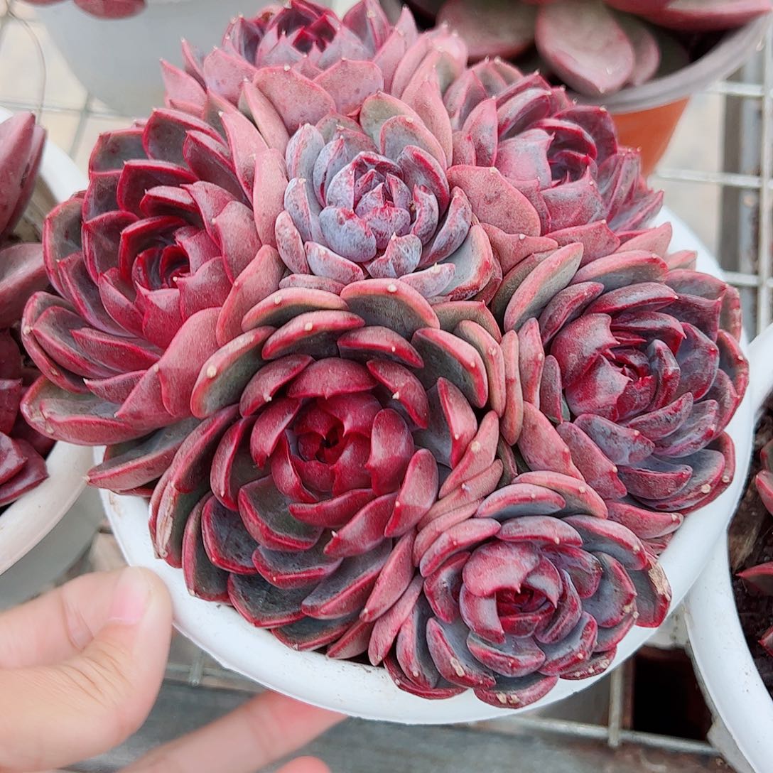 溜溜球多头群生精品特价