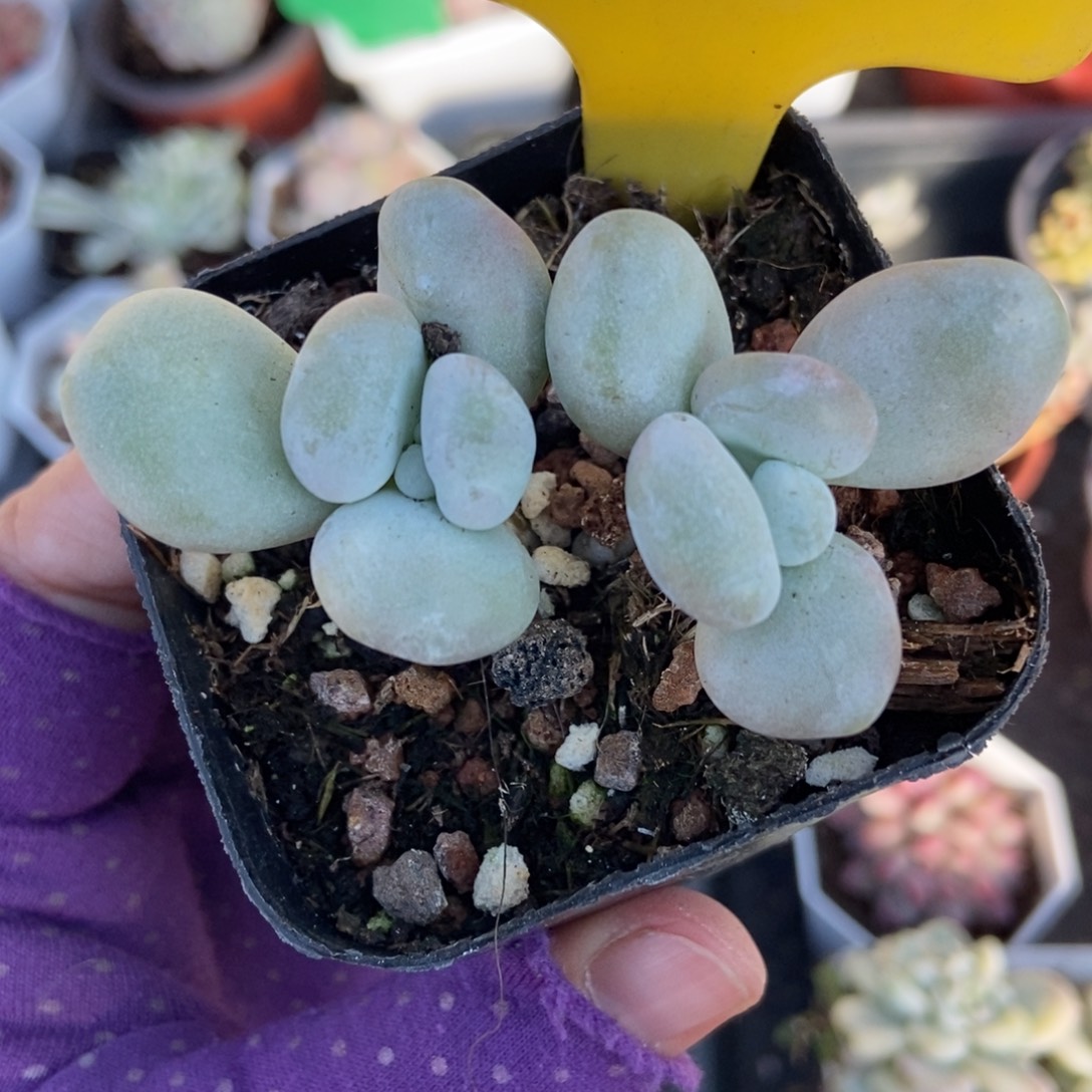 912油煎多肉植物多肉