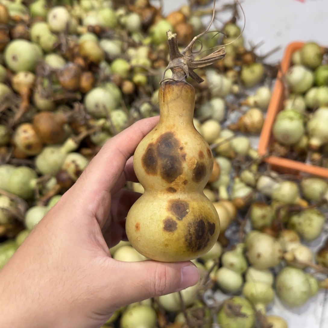 厚***物葫芦青皮不包成青皮不包成