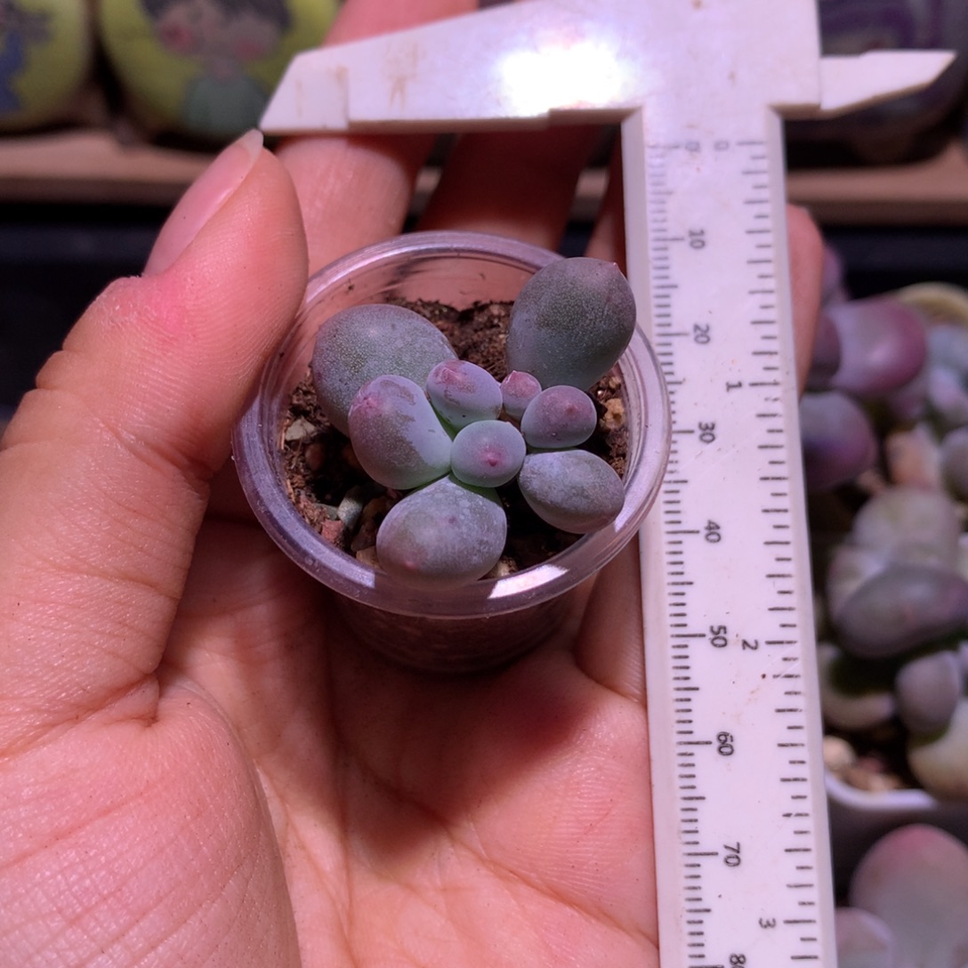 福利无售后不退货换米可奶酪多肉